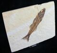 Well Preserved Mioplosus Labracoides #9649-2